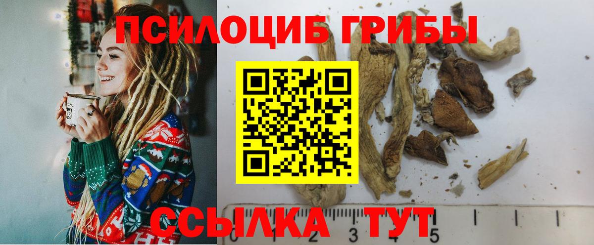 Галлюциногенные грибы Psilocybine cubensis Холмск